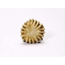 Corail bouton: Palaeocyclus porpita - Silurien - Lickershamn - Gotland, SUEDE