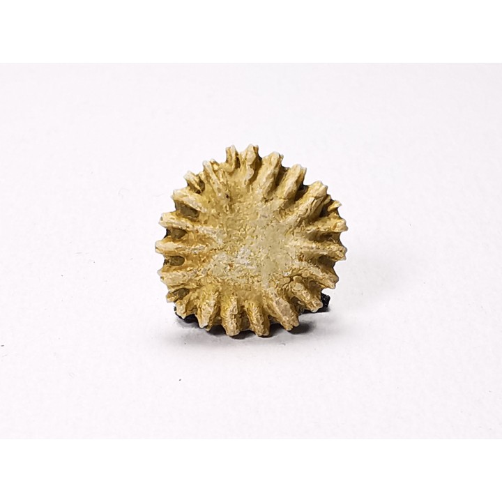 Button coral: Palaeocyclus porpita - Silurian - Lickershamn, Gotland, SWEDEN