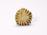 Button coral: Palaeocyclus porpita - Silurian - Lickershamn, Gotland, SWEDEN