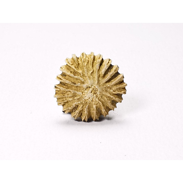 Corail bouton: Palaeocyclus porpita - Silurien - Lickershamn - Gotland, SUEDE