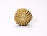 Corail bouton: Palaeocyclus porpita - Silurien - Lickershamn - Gotland, SUEDE