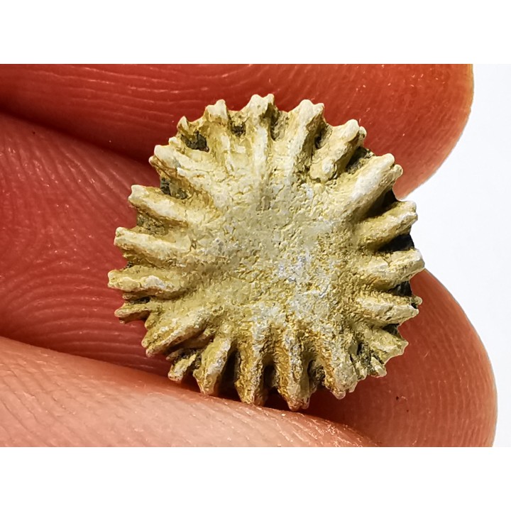 Corail bouton: Palaeocyclus porpita - Silurien - Lickershamn - Gotland, SUEDE