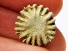 Corail bouton: Palaeocyclus porpita - Silurien - Lickershamn - Gotland, SUEDE