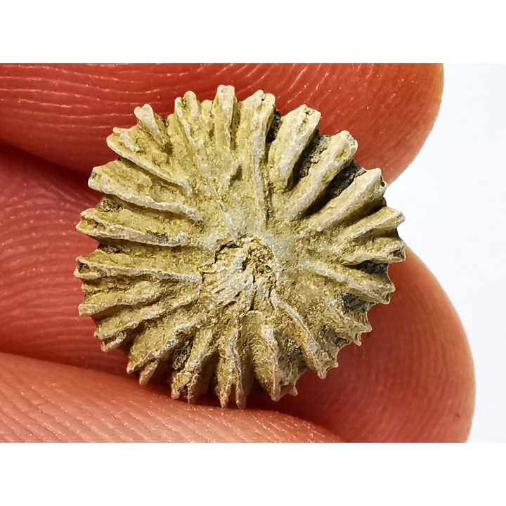 Button coral: Palaeocyclus porpita - Silurian - Lickershamn, Gotland, SWEDEN