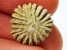 Button coral: Palaeocyclus porpita - Silurian - Lickershamn, Gotland, SWEDEN