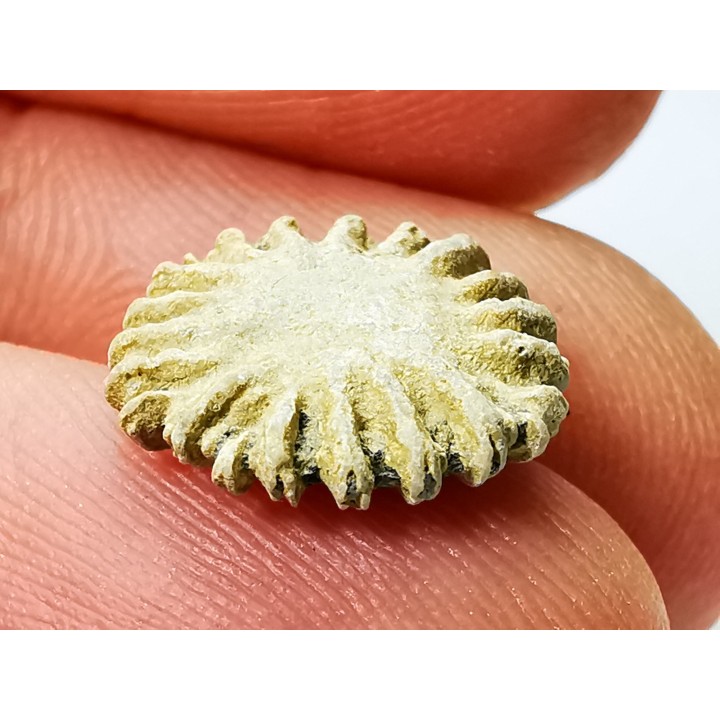Corail bouton: Palaeocyclus porpita - Silurien - Lickershamn - Gotland, SUEDE