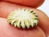 Button coral: Palaeocyclus porpita - Silurian - Lickershamn, Gotland, SWEDEN
