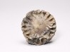 Corail bouton: Palaeocyclus porpita - Silurien - Lickershamn - Gotland, SUEDE