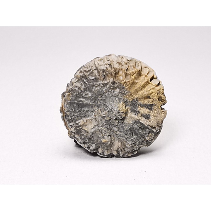Corail bouton: Palaeocyclus porpita - Silurien - Lickershamn - Gotland, SUEDE