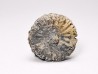Corail bouton: Palaeocyclus porpita - Silurien - Lickershamn - Gotland, SUEDE