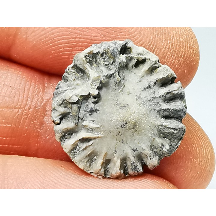 Button coral: Palaeocyclus porpita - Silurian - Lickershamn, Gotland, SWEDEN