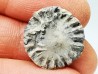 Corail bouton: Palaeocyclus porpita - Silurien - Lickershamn - Gotland, SUEDE
