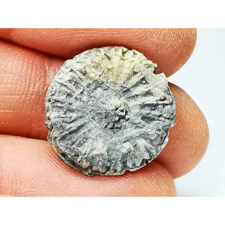 Button coral: Palaeocyclus porpita - Silurian - Lickershamn, Gotland, SWEDEN