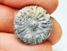 Button coral: Palaeocyclus porpita - Silurian - Lickershamn, Gotland, SWEDEN