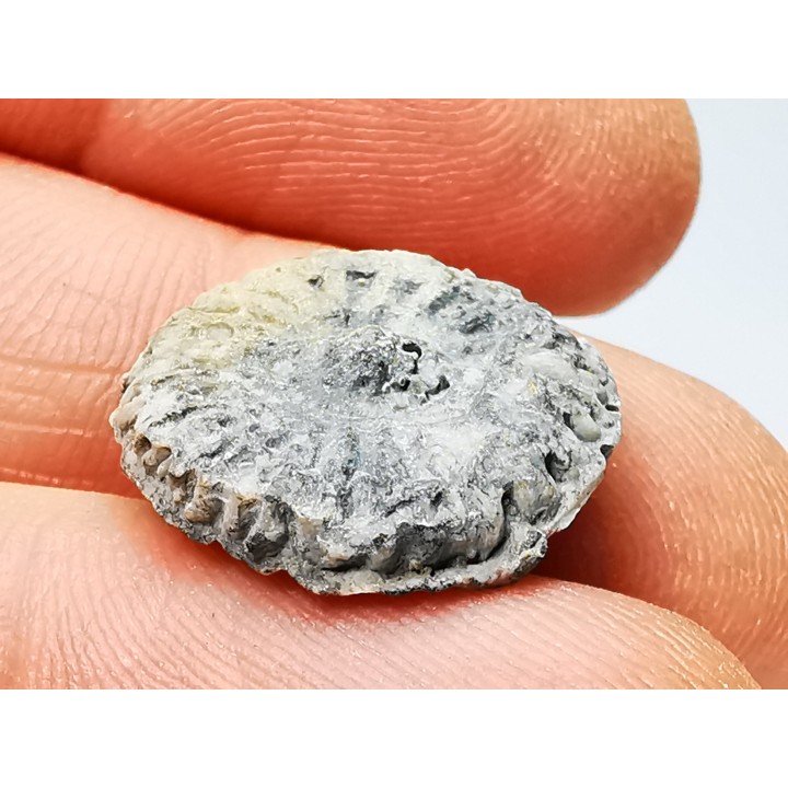 Button coral: Palaeocyclus porpita - Silurian - Lickershamn, Gotland, SWEDEN
