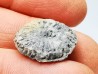 Button coral: Palaeocyclus porpita - Silurian - Lickershamn, Gotland, SWEDEN