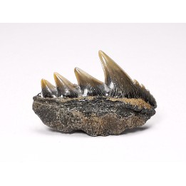 shark tooth: NOTORYNCHUS CEPEDIANUS,  Miocene-Pliocene, Belgium