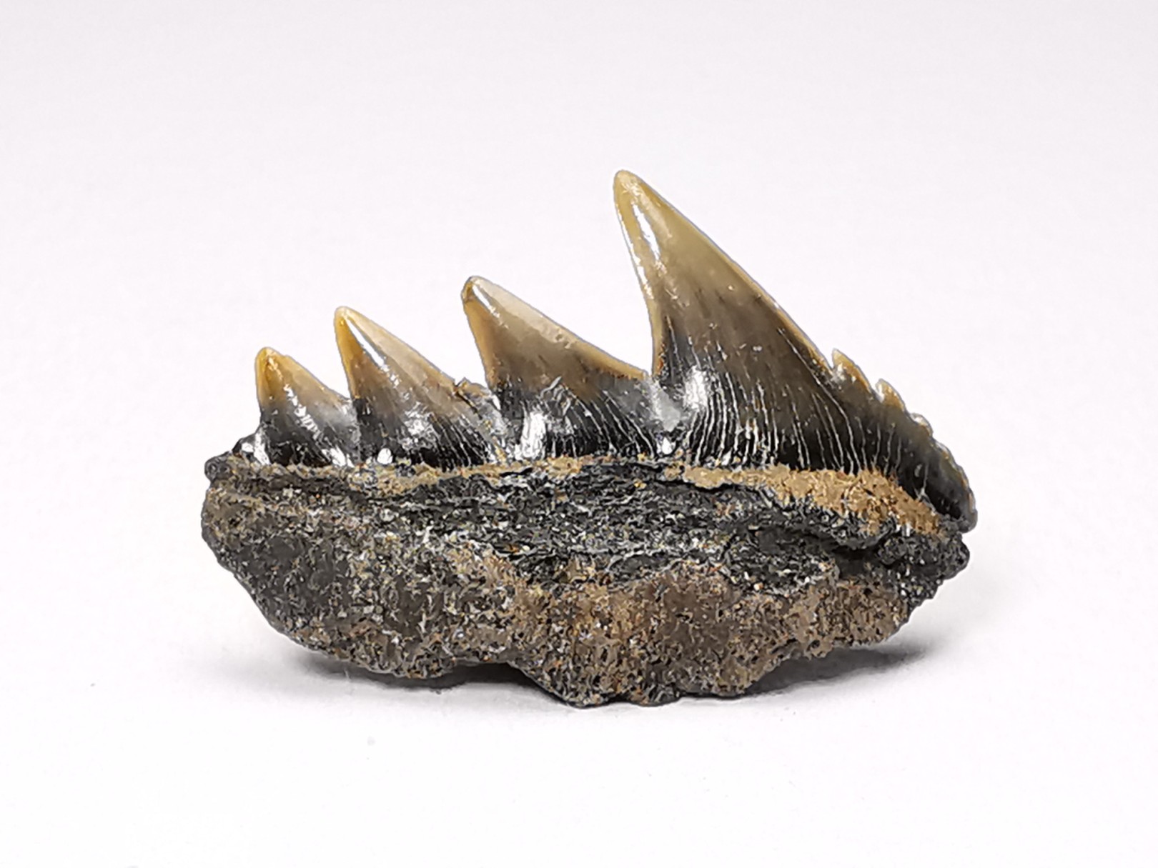 shark tooth: NOTORYNCHUS CEPEDIANUS, Miocene-Pliocene, Belgium