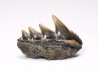 dent de requin: NOTORYNCHUS CEPEDIANUS - Miocène-Pliocène - Belgique
