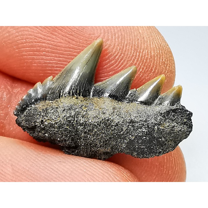 dent de requin: NOTORYNCHUS CEPEDIANUS - Miocène-Pliocène - Belgique