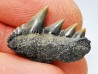 dent de requin: NOTORYNCHUS CEPEDIANUS - Miocène-Pliocène - Belgique