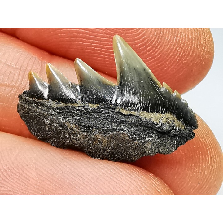 dent de requin: NOTORYNCHUS CEPEDIANUS - Miocène-Pliocène - Belgique