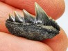 dent de requin: NOTORYNCHUS CEPEDIANUS - Miocène-Pliocène - Belgique