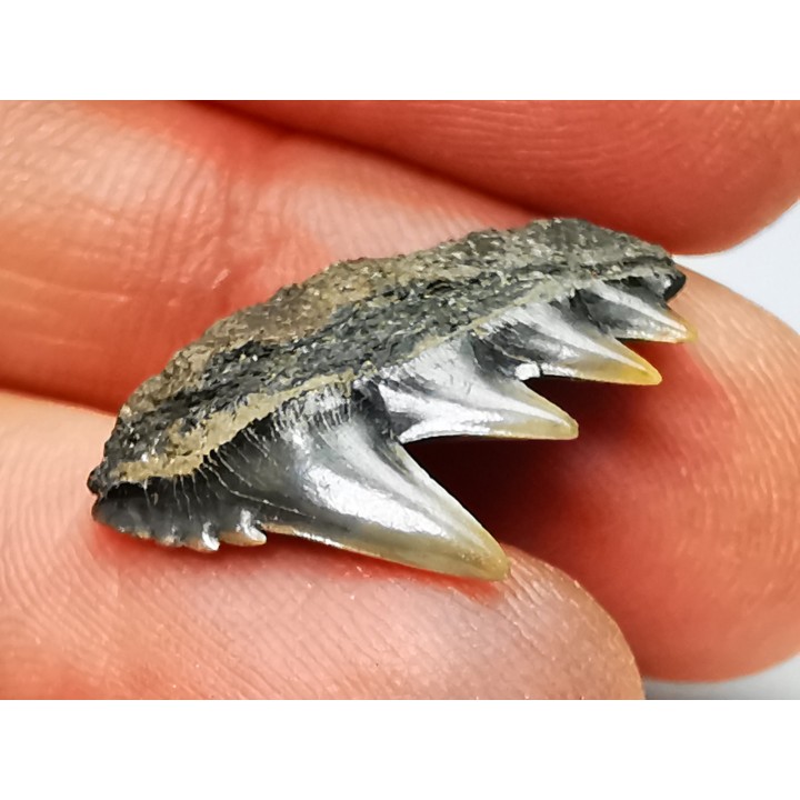 shark tooth: NOTORYNCHUS CEPEDIANUS,  Miocene-Pliocene, Belgium