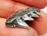 dent de requin: NOTORYNCHUS CEPEDIANUS - Miocène-Pliocène - Belgique