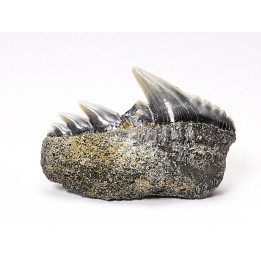 shark tooth: NOTORYNCHUS CEPEDIANUS,  Miocene-Pliocene, Belgium