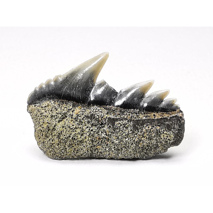 shark tooth: NOTORYNCHUS CEPEDIANUS,  Miocene-Pliocene, Belgium