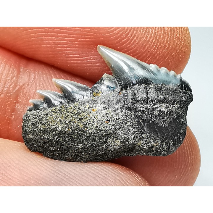 shark tooth: NOTORYNCHUS CEPEDIANUS,  Miocene-Pliocene, Belgium
