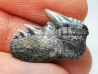 shark tooth: NOTORYNCHUS CEPEDIANUS,  Miocene-Pliocene, Belgium