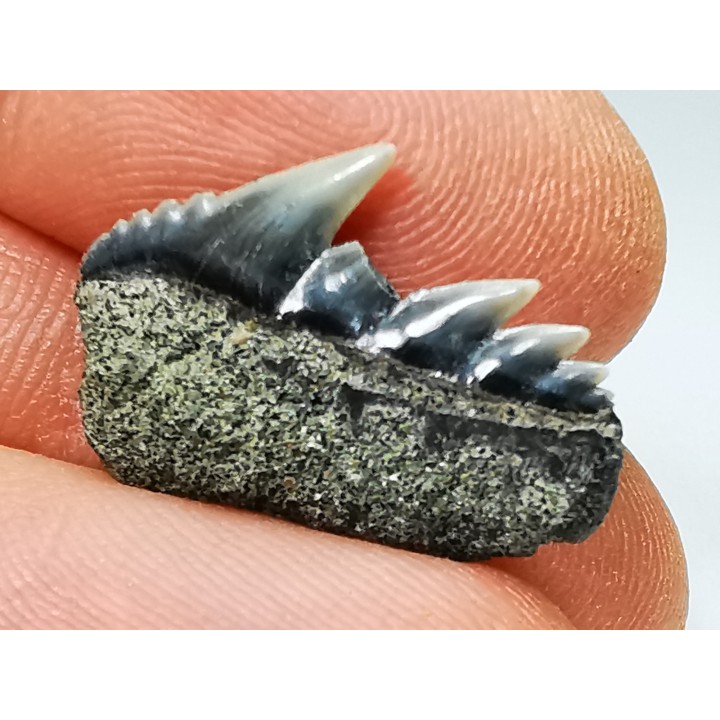 shark tooth: NOTORYNCHUS CEPEDIANUS,  Miocene-Pliocene, Belgium