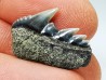shark tooth: NOTORYNCHUS CEPEDIANUS,  Miocene-Pliocene, Belgium