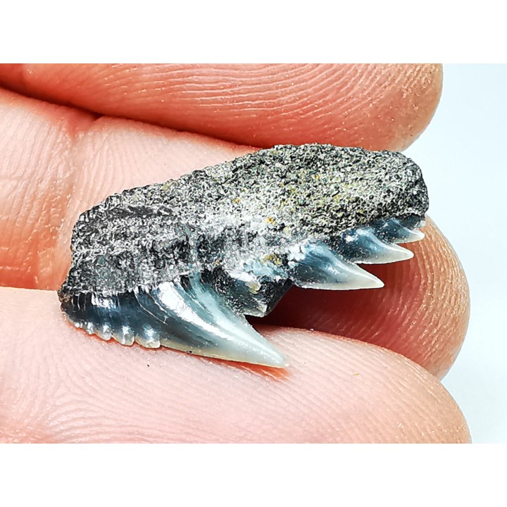 dent de requin: NOTORYNCHUS CEPEDIANUS - Miocène-Pliocène - Belgique
