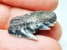shark tooth: NOTORYNCHUS CEPEDIANUS,  Miocene-Pliocene, Belgium
