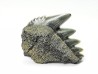 shark tooth: NOTORYNCHUS CEPEDIANUS,  Miocene-Pliocene, Belgium