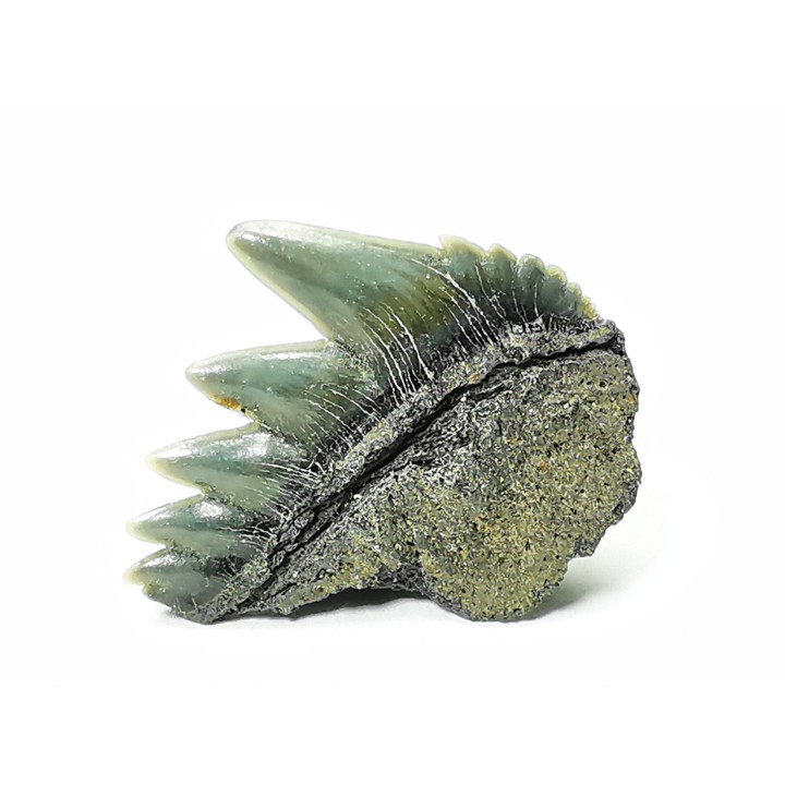 shark tooth: NOTORYNCHUS CEPEDIANUS,  Miocene-Pliocene, Belgium