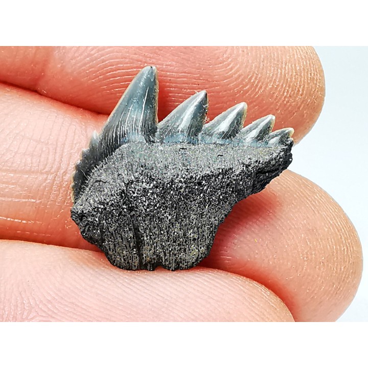 dent de requin: NOTORYNCHUS CEPEDIANUS - Miocène-Pliocène - Belgique