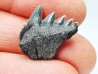 dent de requin: NOTORYNCHUS CEPEDIANUS - Miocène-Pliocène - Belgique