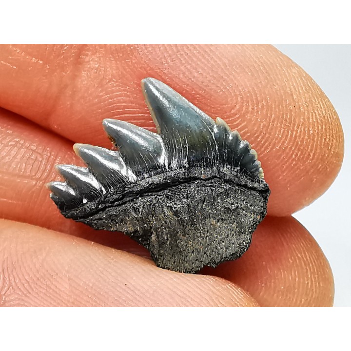 shark tooth: NOTORYNCHUS CEPEDIANUS,  Miocene-Pliocene, Belgium