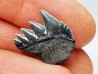 shark tooth: NOTORYNCHUS CEPEDIANUS,  Miocene-Pliocene, Belgium