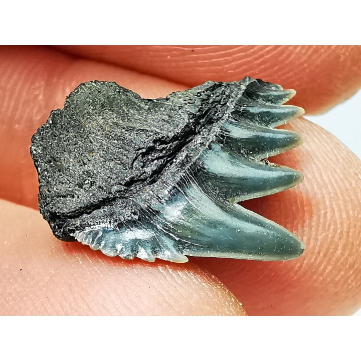 shark tooth: NOTORYNCHUS CEPEDIANUS,  Miocene-Pliocene, Belgium