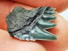 shark tooth: NOTORYNCHUS CEPEDIANUS,  Miocene-Pliocene, Belgium