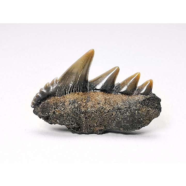 dent de requin: NOTORYNCHUS CEPEDIANUS - Miocène-Pliocène - Belgique