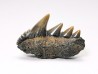 dent de requin: NOTORYNCHUS CEPEDIANUS - Miocène-Pliocène - Belgique