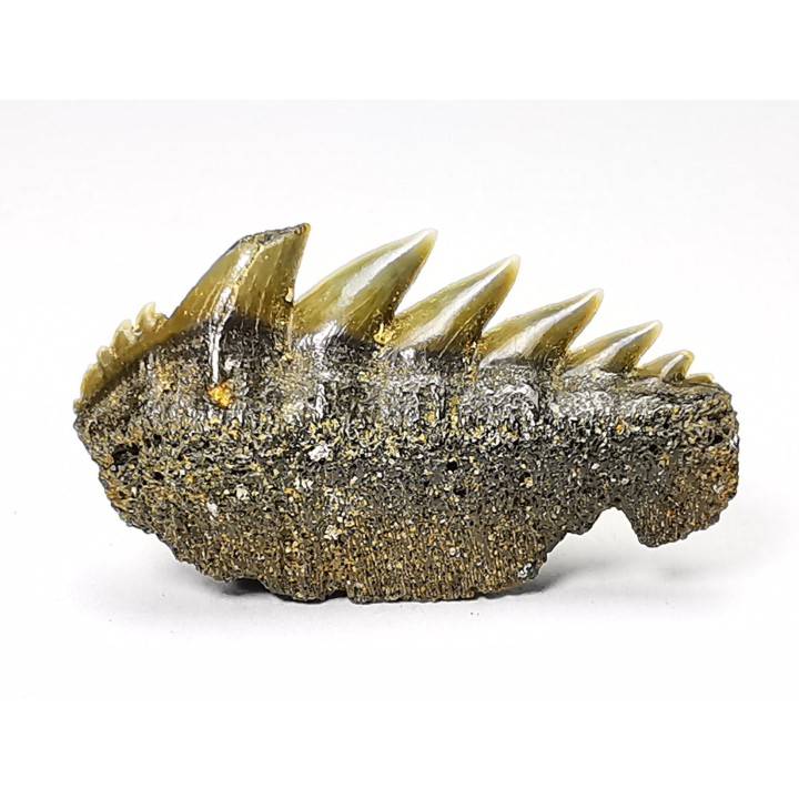 dent de requin: NOTORYNCHUS CEPEDIANUS - Miocène-Pliocène - Belgique