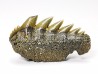shark tooth: NOTORYNCHUS CEPEDIANUS,  Miocene-Pliocene, Belgium