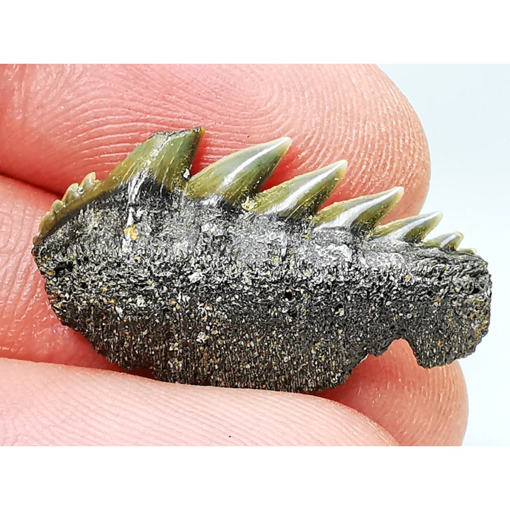 shark tooth: NOTORYNCHUS CEPEDIANUS,  Miocene-Pliocene, Belgium